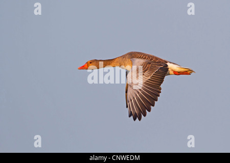 Graugans (Anser Anser), fliegen, Deutschland, Rheinland-Pfalz Stockfoto