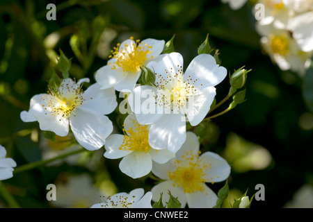 Wildrose (Rosa Longicuspis, Rosa Longicusbis, Rosa Lucens Rolfe, Rosa Yunnensis), blühen Stockfoto