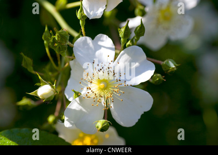 Wildrose (Rosa Longicuspis, Rosa Longicusbis, Rosa Lucens Rolfe, Rosa Yunnensis), blühen Stockfoto