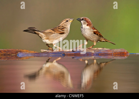 Haussperling (Passer Domesticus), männliche und weibliche Gesicht sitzen am Stein Ufer eines Wassers zu platzieren, Deutschland, Rheinland-Pfalz Stockfoto