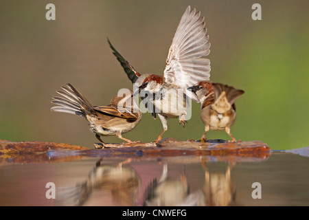 Haussperling (Passer Domesticus), zwei Männer und eine Frau sitzen Streit am Stein Ufer eines Wassers zu platzieren, Deutschland, Rheinland-Pfalz Stockfoto