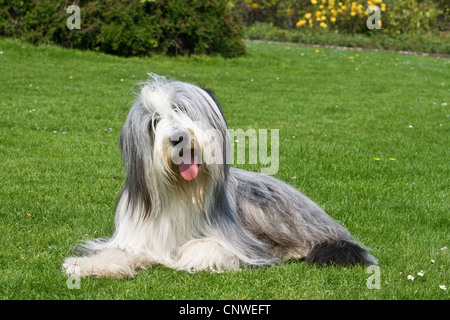 Bearded Collie (Canis Lupus F. Familiaris), auf einer Wiese liegend Stockfoto