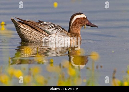 Garganey (Anas Querquedula), Schwimmen an einem See in der Nähe der Küste mit Hahnenfuß blüht im Vordergrund, Spanien, Balearen, Mallorca Stockfoto