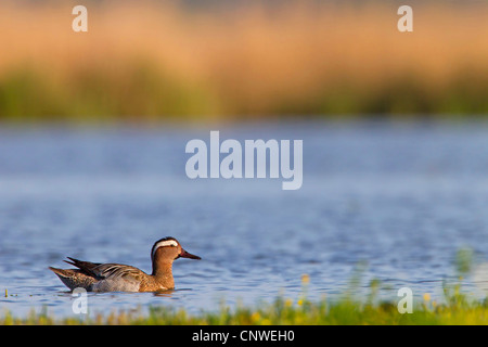 Garganey (Anas Querquedula), an einem See schwimmen in der Nähe der Küste, Spanien, Balearen, Mallorca Stockfoto