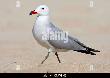 Audouin Möwe (Larus Audouinii), zu Fuß in den Sand, Spanien, Balearen, Mallorca Stockfoto