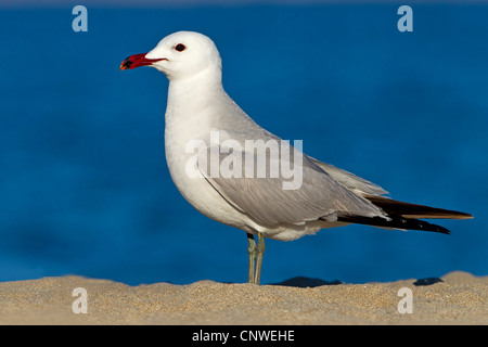 Audouin Möwe (Larus Audouinii), stehen in den Sand, Spanien, Balearen, Mallorca Stockfoto