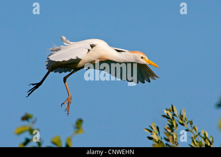 Kuhreiher, Buff-backed Reiher (Ardeola Ibis, Bubulcus Ibis), Landung, Spanien, Balearen, Mallorca Stockfoto