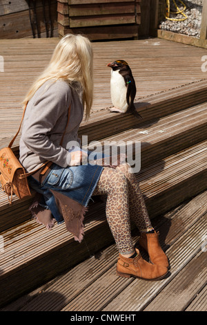 Großbritannien, England, Devon, Torquay, lebende Küsten, Besucher sitzt neben Makkaroni Penguin Eudyptes chrysolophus Stockfoto