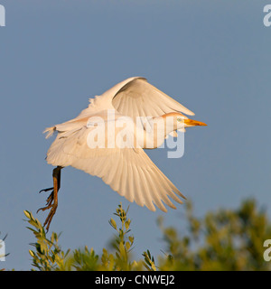 Kuhreiher, Buff-backed Reiher (Ardeola Ibis, Bubulcus Ibis), Landung, Spanien, Balearen, Mallorca Stockfoto