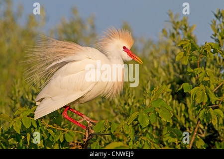 Kuhreiher, Buff-backed Reiher (Ardeola Ibis, Bubulcus Ibis), sitzt auf einem Ast, singen, Spanien, Balearen, Mallorca Stockfoto