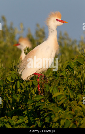 Kuhreiher, Buff-backed Reiher (Ardeola Ibis, Bubulcus Ibis), sitzt auf einem Busch, Spanien, Balearen, Mallorca Stockfoto