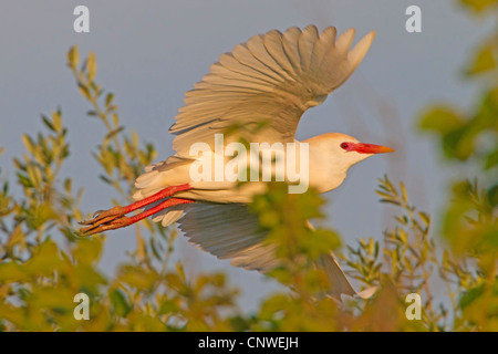 Kuhreiher, Buff-backed Reiher (Ardeola Ibis, Bubulcus Ibis), fliegen, Spanien, Balearen, Mallorca Stockfoto