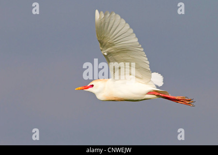 Kuhreiher, Buff-backed Reiher (Ardeola Ibis, Bubulcus Ibis), fliegen, Spanien, Balearen, Mallorca Stockfoto