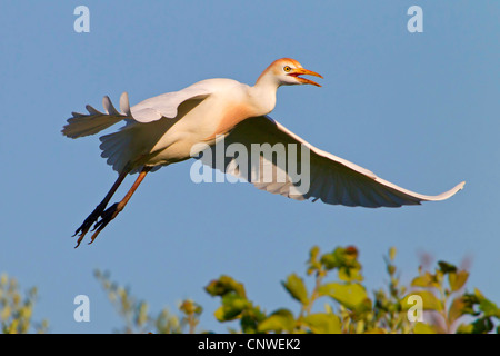 Kuhreiher, Buff-backed Reiher (Ardeola Ibis, Bubulcus Ibis), Landung, Spanien, Balearen, Mallorca Stockfoto