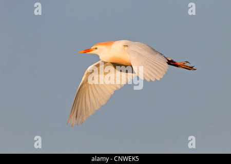 Kuhreiher, Buff-backed Reiher (Ardeola Ibis, Bubulcus Ibis), fliegen, Spanien, Balearen, Mallorca Stockfoto