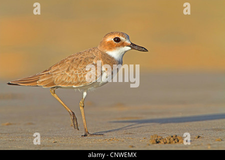 großer Sand Regenpfeifer (Charadrius Leschenaultii), auf den Feed, Oman Stockfoto