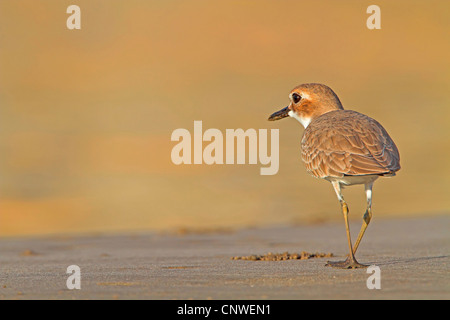 großer Sand Regenpfeifer (Charadrius Leschenaultii), auf den Feed, Oman Stockfoto