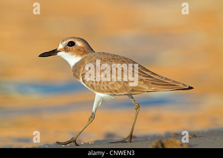 großer Sand Regenpfeifer (Charadrius Leschenaultii), auf den Feed, Oman Stockfoto