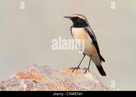 Wüsten-Steinschmätzer (Oenanthe Bodendegradierung), männliche sitzt auf einem Felsen, Oman Stockfoto