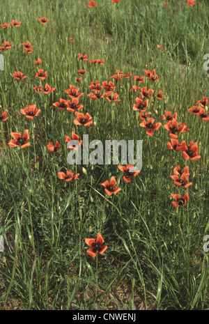 gefiederten Mohn, stachelige Mohnblume (Papaver Argemone), blühen, Deutschland Stockfoto