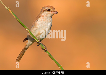 isabellinische Würger (Lanius Isabellinus Phoenicuroides), auf einem Ast, Oman Stockfoto