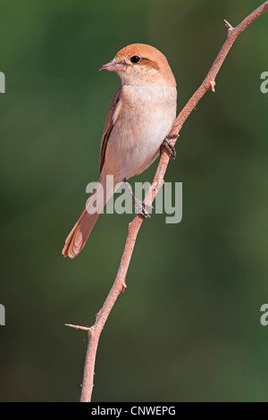 isabellinische Würger (Lanius Isabellinus Phoenicuroides), auf einem Ast, Oman Stockfoto