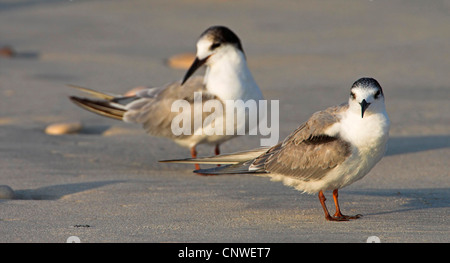 weiße-cheeked Seeschwalbe (Sterna Repressa), sitzt im Sand, Oman Stockfoto