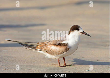 weiße-cheeked Seeschwalbe (Sterna Repressa), sitzt im Sand, Oman Stockfoto