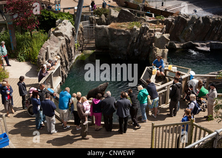 Großbritannien, England, Devon, Torquay, lebende Küsten, Fur Seal Cove, Besucher, die Dichtung bei der Fütterung beobachten Stockfoto