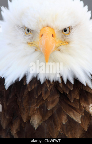 Weißkopfseeadler (Haliaeetus Leucocephalus), Porträt, USA, Alaska Stockfoto