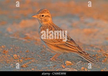 mehr kurz-toed Lerche (Calandrella Brachydactyla), sitzen auf dem Boden, Oman Stockfoto