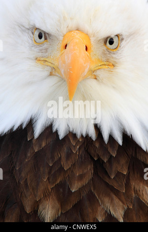 Weißkopfseeadler (Haliaeetus Leucocephalus), Porträt, USA, Alaska Stockfoto