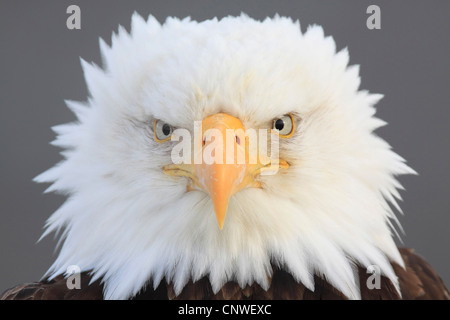 Weißkopfseeadler (Haliaeetus Leucocephalus), Porträt, USA, Alaska Stockfoto