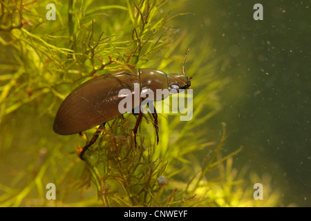 weniger schwarz Wasser Käfer, weniger Silber Wasserkäfer, weniger Silber Käfer (Hydrochara Caraboides), auf Ceratophyllum Stockfoto