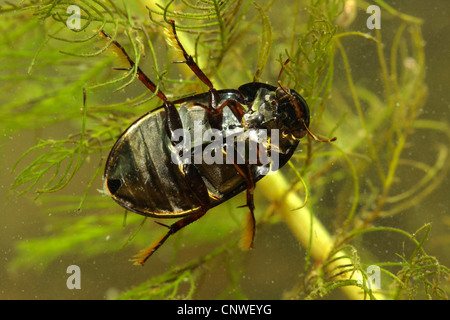 weniger schwarz Wasser Käfer, weniger Silber Wasserkäfer, weniger Silber Käfer (Hydrochara Caraboides), auf Ceratophyllum Stockfoto