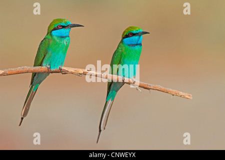 kleine grüne Biene-Esser (Merops Orientalis), zwei Personen sitzen auf einem Zweig, Oman Stockfoto