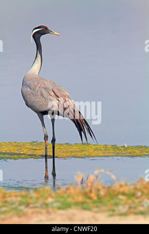 Demoiselle Kran (Anthropoides Virgo), stehend, Oman Stockfoto