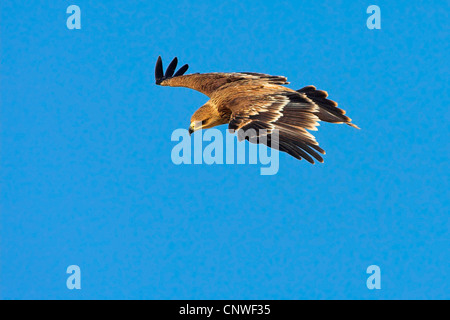 Kaiseradler (Aquila Heliaca), fliegen, Oman Stockfoto