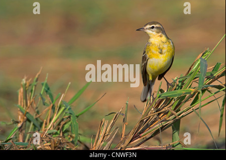 Schafstelze (Motacilla Flava), sitzen, Gras, Oman Stockfoto