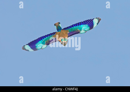 Indische Walze (Coracias Feige), fliegen, Oman Stockfoto