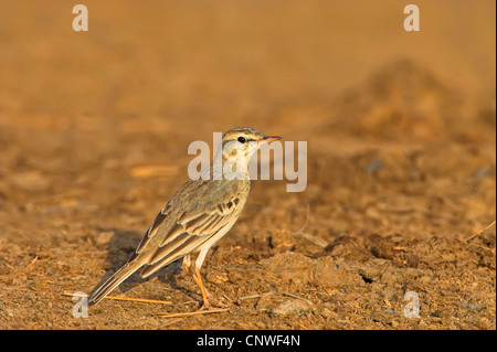 Tawny Pitpit (Anthus Campestris), sitzen auf dem Boden, Oman Stockfoto