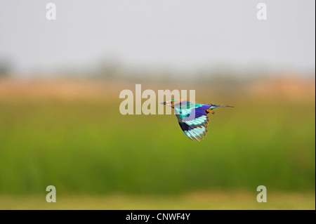 Indische Walze (Coracias Feige), fliegen, Oman Stockfoto