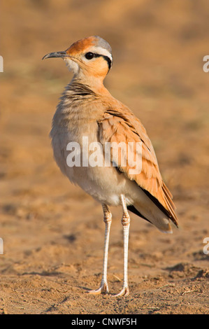 cremefarbene Renner (Cursorius Cursor), stehend, Oman Stockfoto