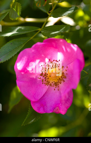 Virginia rose (Rosa Virginiana), blühen Stockfoto