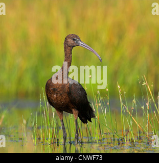 Sichler (Plegadis Falcinellus), stehend im Wasser, Oman Stockfoto