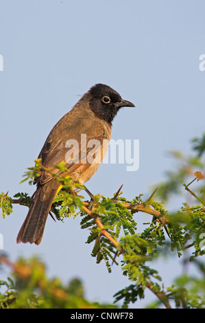 gelb-entlüftet Bulbul (Pycnonotus Xanthopygos), auf Ast, Oman Stockfoto