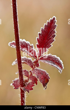 gemeinsamen Agrimony, europäischen Groovebur (Agrimonia Eupatoria), Blatt mit Raureif, Deutschland, Hainich Nationalpark Stockfoto