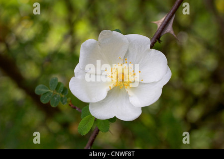 Sweginzow rose (Rosa Sweginzowii 'Macrocarpa', Rosa Sweginzowii Macrocarpa), blühen Stockfoto