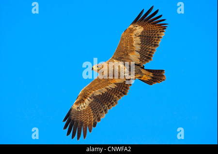 Steppenadler (Aquila Nipalensis, Aquila Rapax Nipalensis), fliegen, Oman Stockfoto