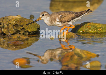 Tarek Flussuferläufer (Xenus Cinereus), sitzt auf einem Stein im Wasser, Oman Stockfoto